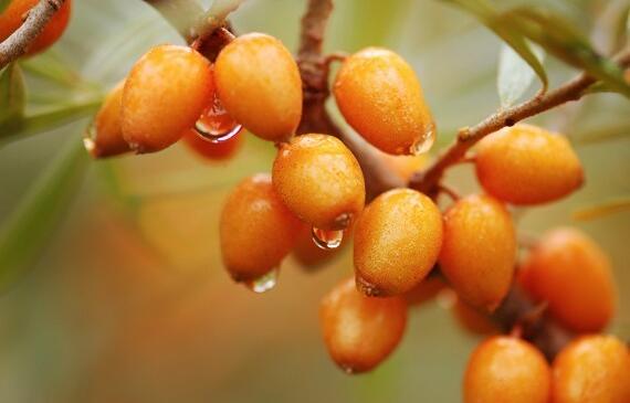 Petites baies sauvages: comestibles ou pas? image article