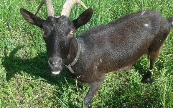 Reprise des créneaux d'escalade autonomes à Montmélian image article