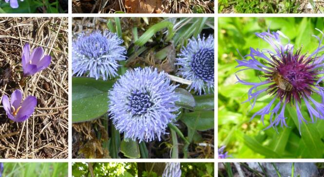 Nous sommes allés "conter fleurette".  image article