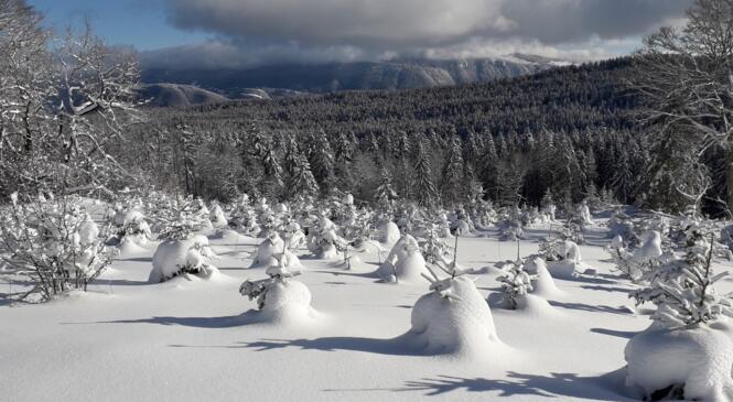 Et j'irai marcher dans le paradis blanc image article