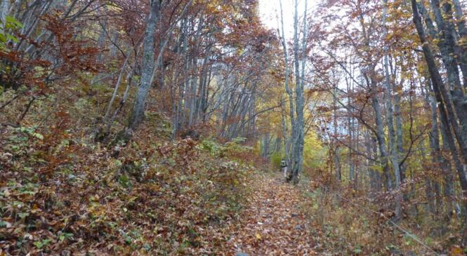 L'automne et ses couleurs image article