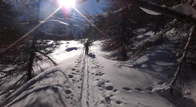Soleil et poudreuse au pays des mélèzes image article