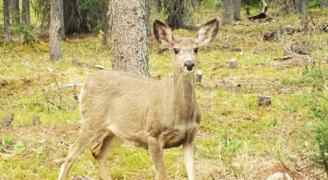 Le Tétras Libre – Ouverture du Centre de Sauvegarde de la Faune Sauvage des Pays de Savoie image article
