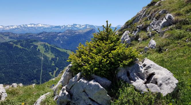 Au pays du lys image article