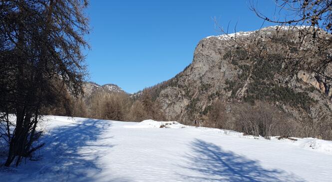 Dans le Mélèzin à l'Argentière la Bessée image article