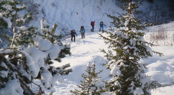 Les premières neiges image article