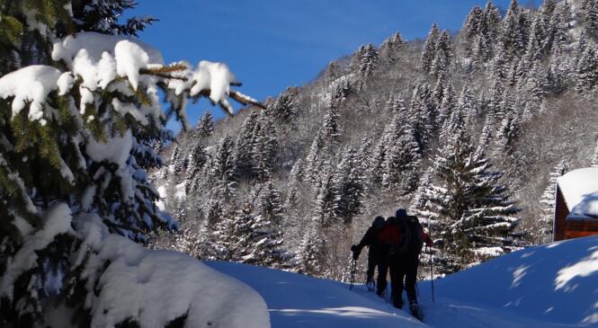 Au col des Saisies image article